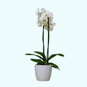 Canlı Saksı Çiçeği