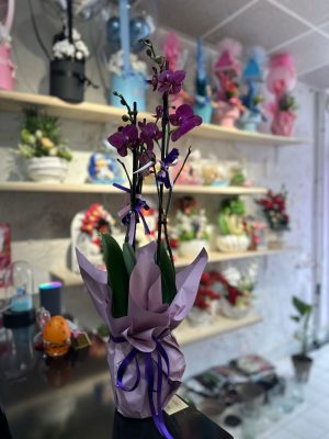 MOR ORKİDE- canlı saksı çiçeği