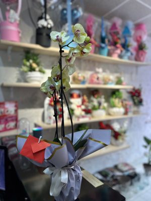 SARI ORKİDE SAKSI ÇİÇEKĞİ