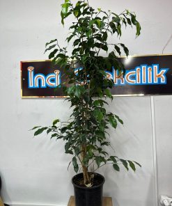Büyük Boy Ficus Benjamin