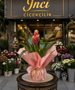 İthal Alev Kılıcı Vriessea Canlı Kırmızı Sarı