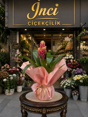 İthal Alev Kılıcı Vriessea Canlı Kırmızı Sarı