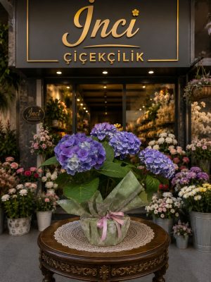PREMİYUM İTHAL ORTANCA