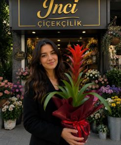 İTHAL  PREMİYUM KUZMANİYA