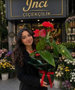 İTHAL PREMİYUM ANTORYUM