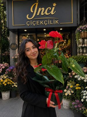 İTHAL PREMİYUM ANTORYUM